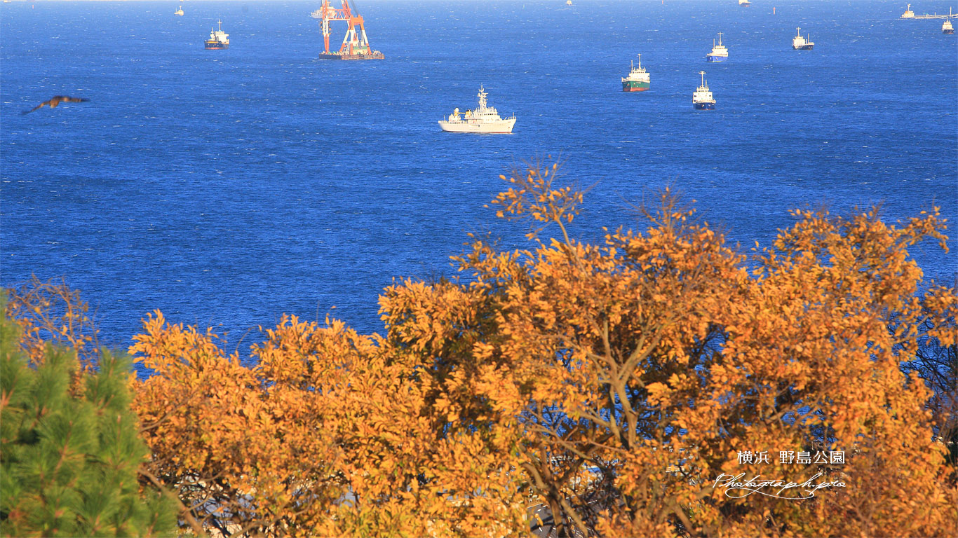 野島公園 雑木紅葉越しの東京湾 壁紙