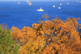 野島公園 雑木紅葉越しの東京湾