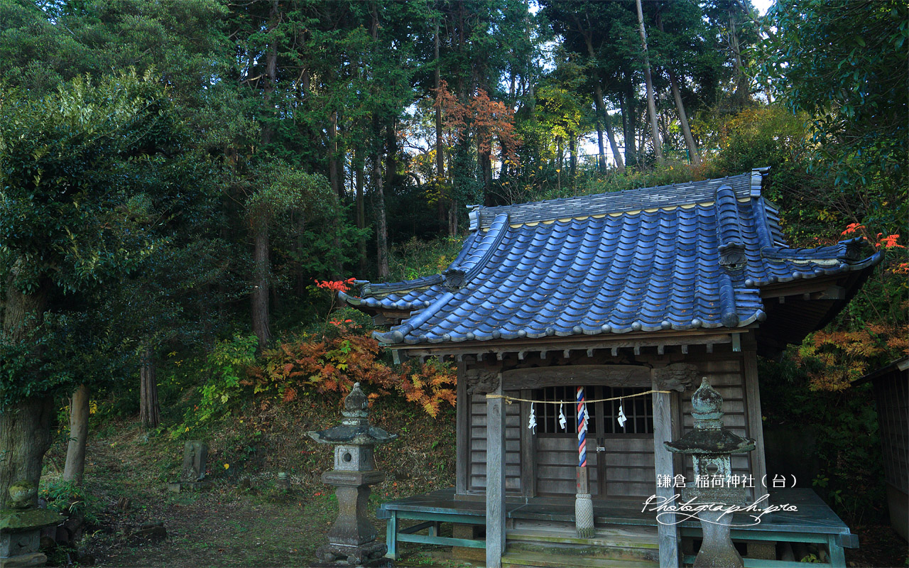 鎌倉台上町 雑木紅葉の稲荷神社 壁紙