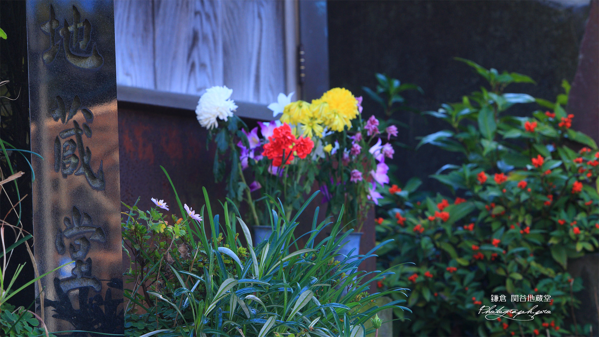 鎌倉 関谷地蔵堂の野菊