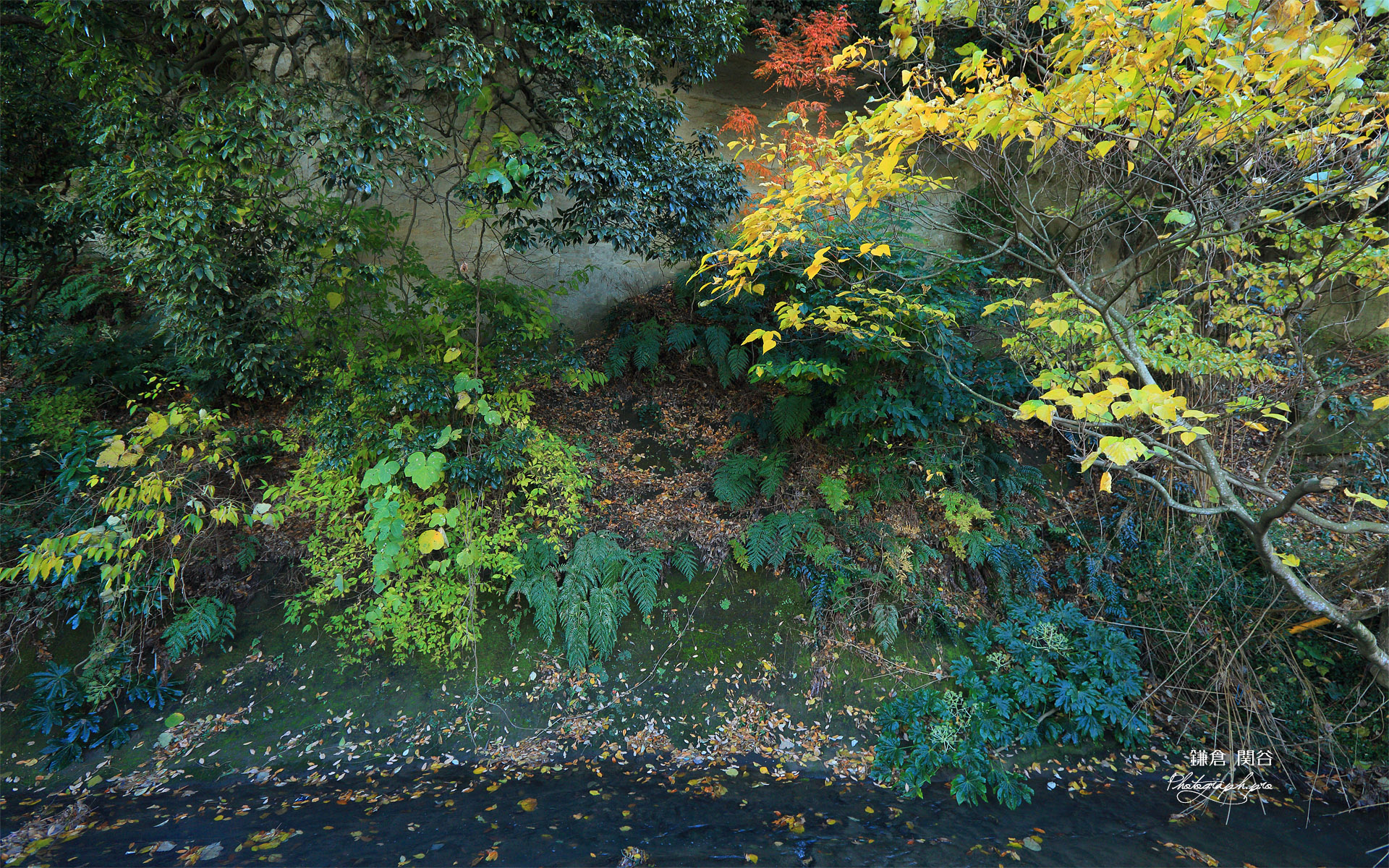 鎌倉関谷 雑木紅葉と関谷川