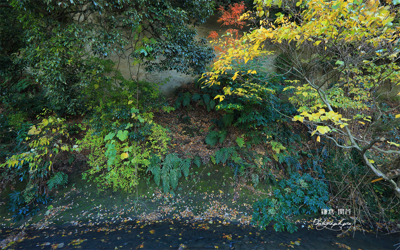 鎌倉関谷 雑木紅葉と関谷川 壁紙