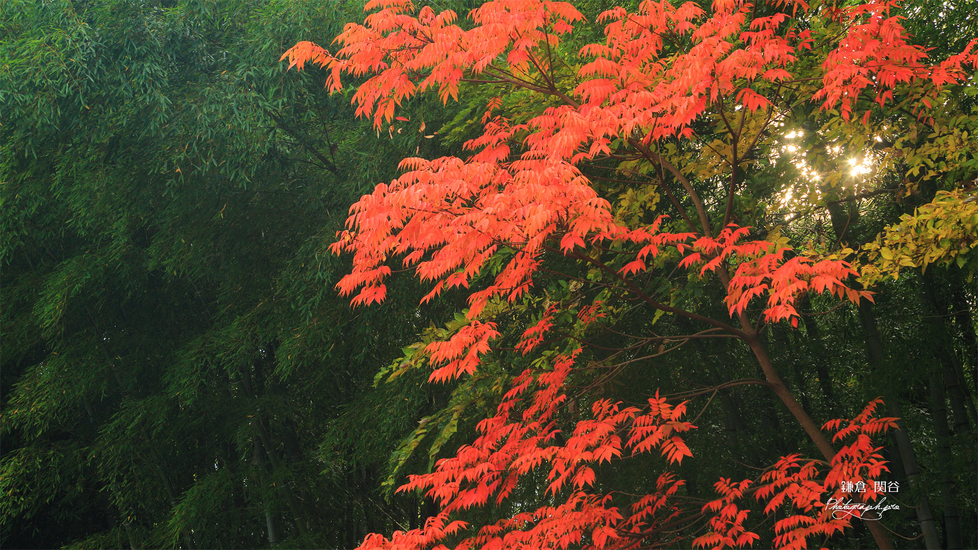 関谷緑地の櫨紅葉