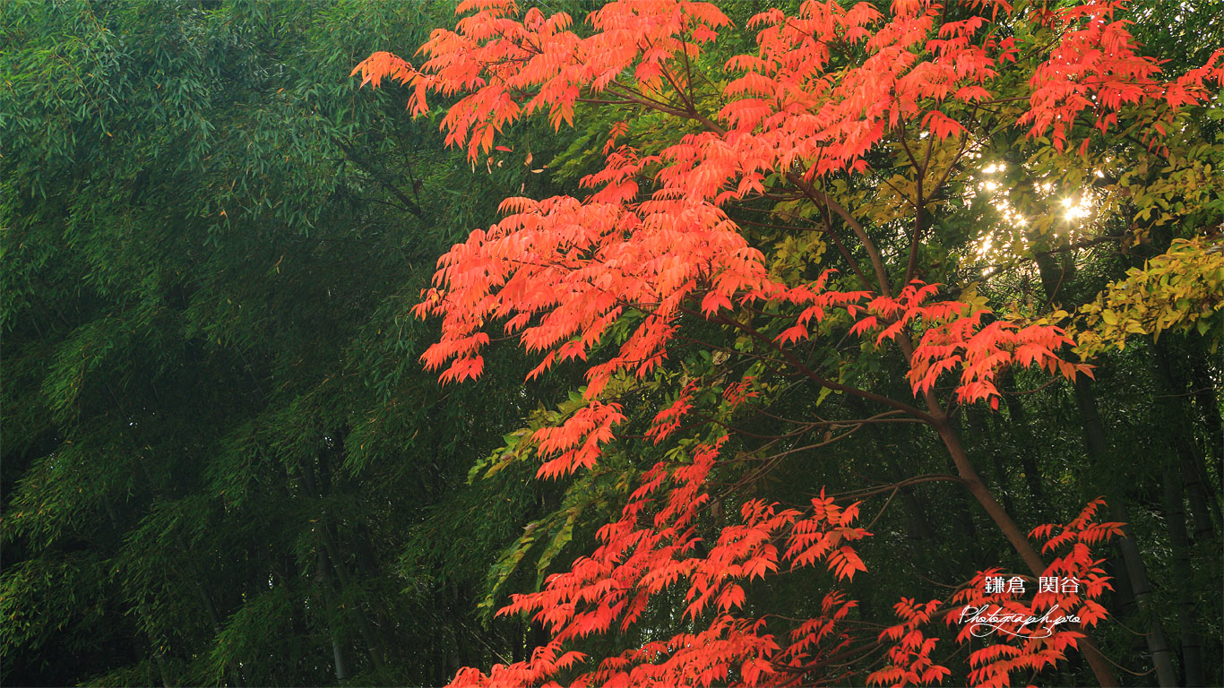 関谷緑地の櫨紅葉 壁紙