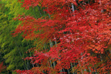 鎌倉 関谷緑地の楓紅葉