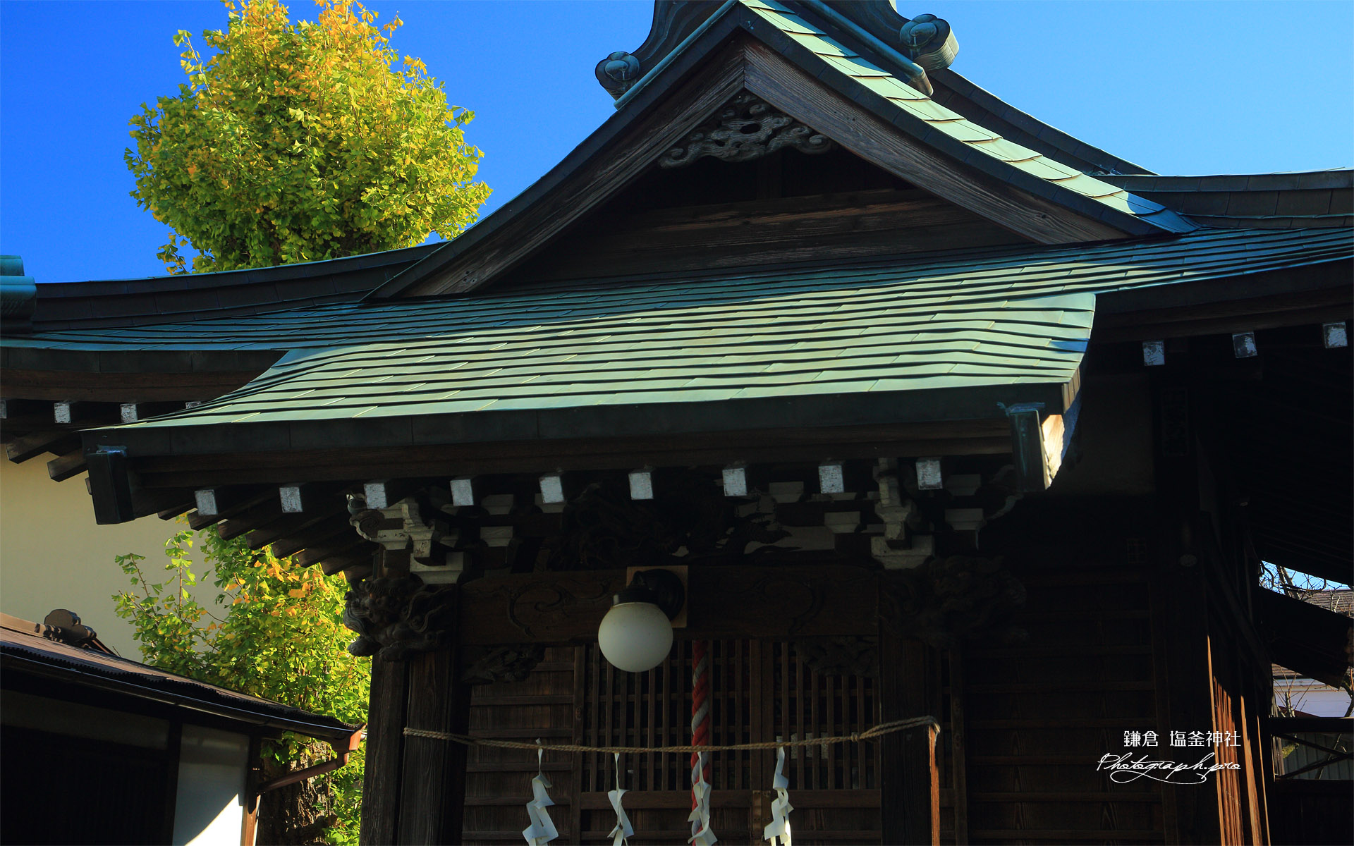 鎌倉台下町 塩釜神社の公孫樹黄葉