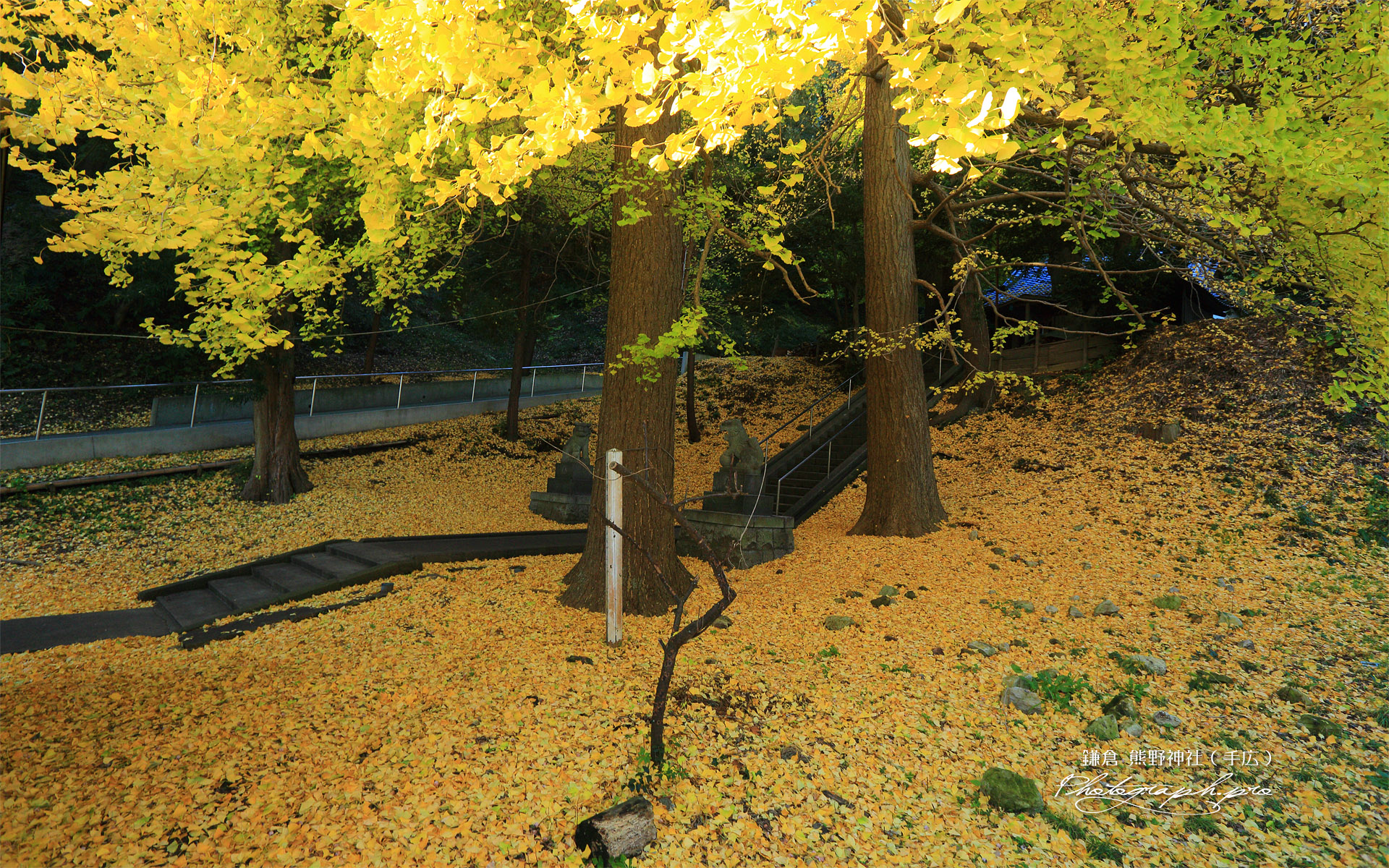 鎌倉手広 熊野神社の敷き銀杏