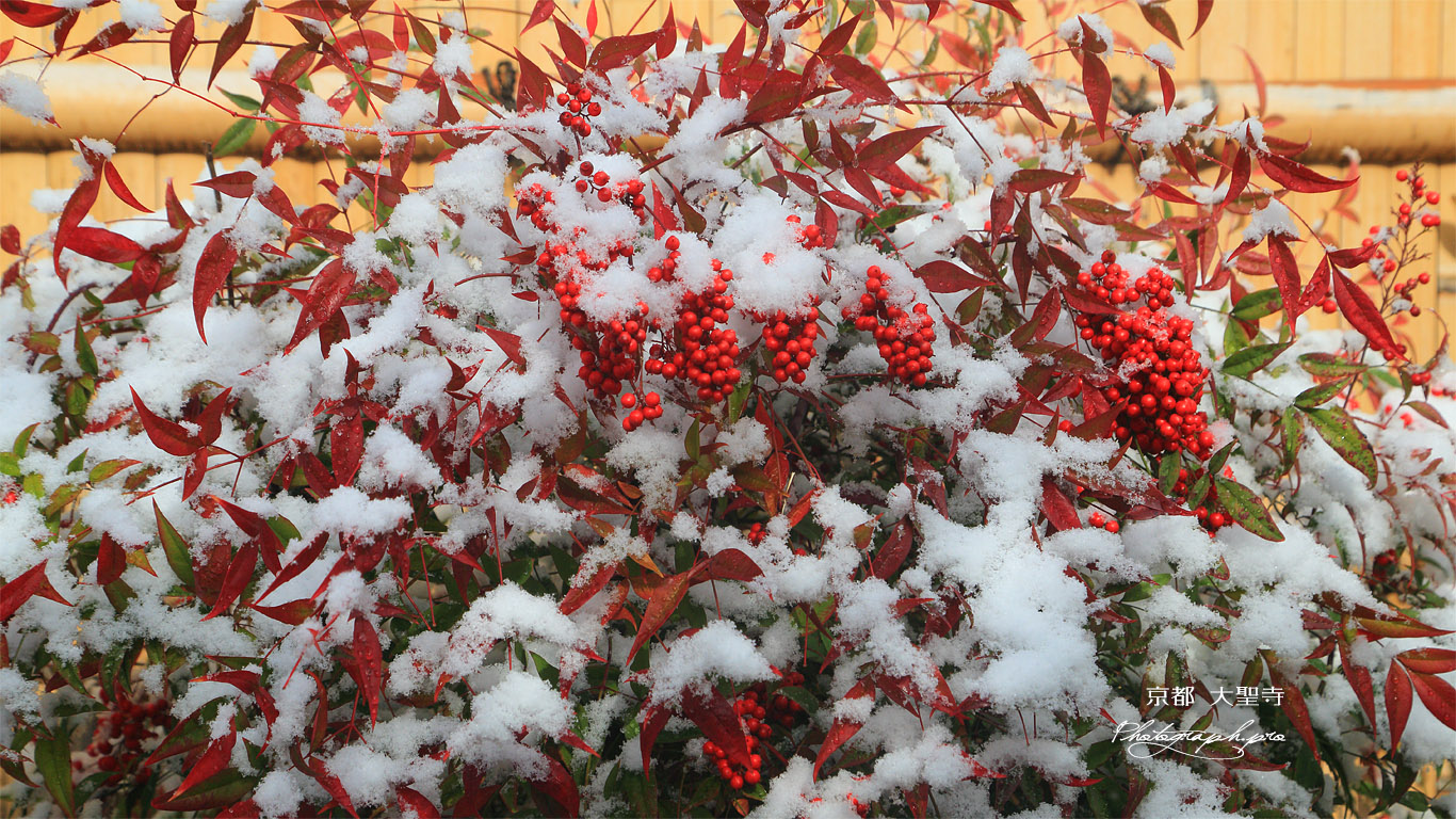 大聖寺 雪南天 壁紙