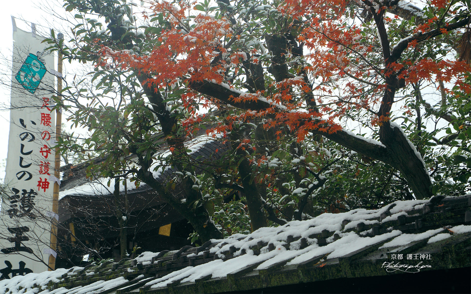 護王神社 雪もみじ