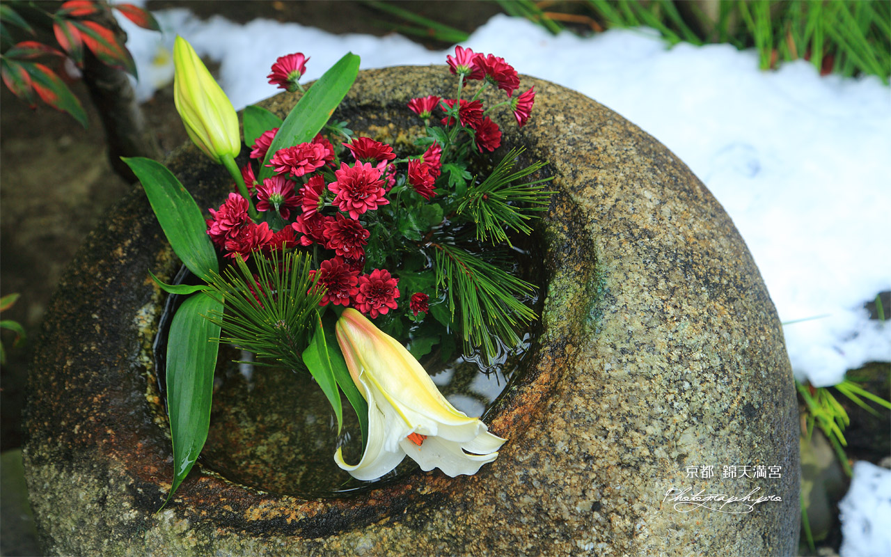 錦天満宮 正月花と残雪 の壁紙 1280x800