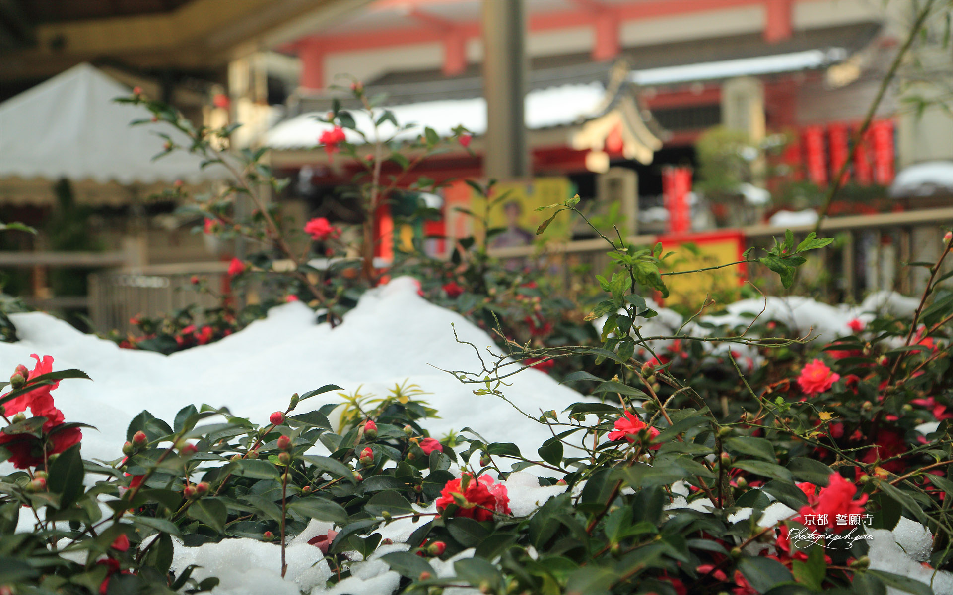 誓願寺 山茶花と残雪