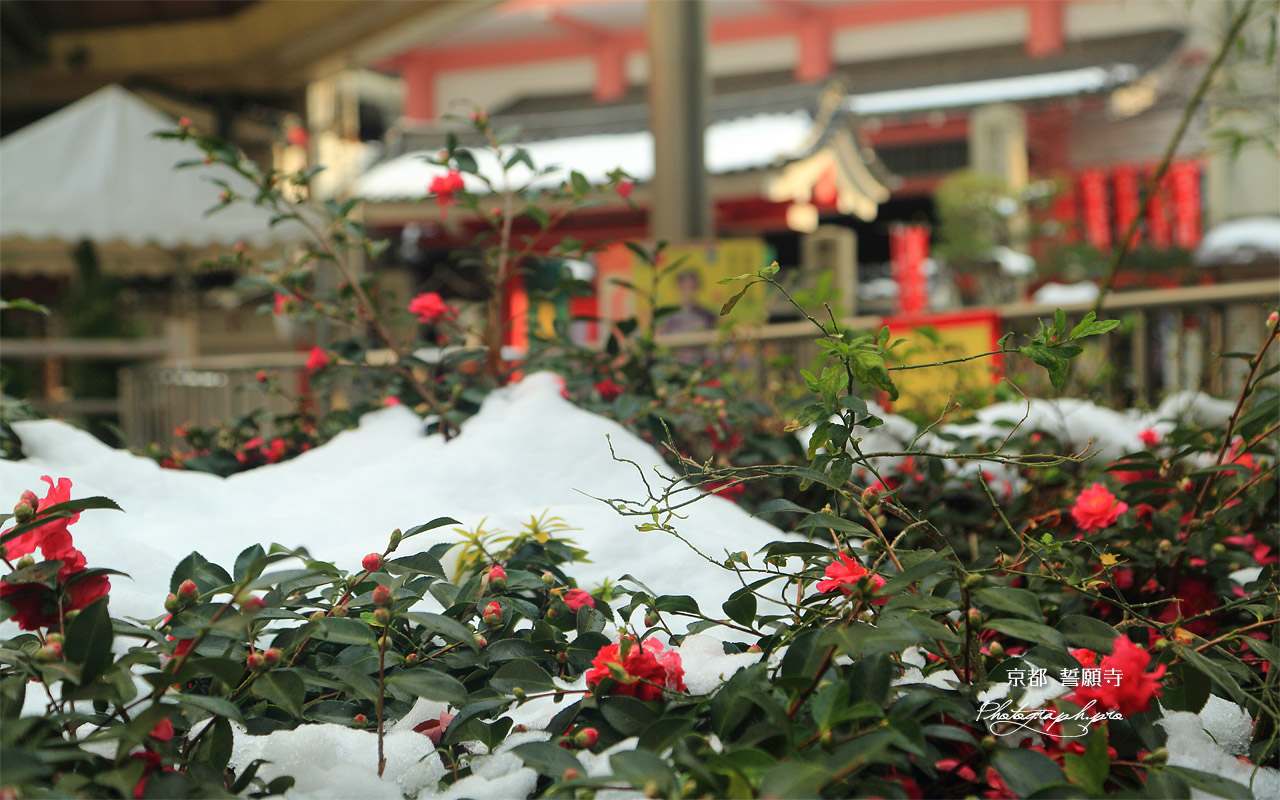 誓願寺 山茶花と残雪 壁紙