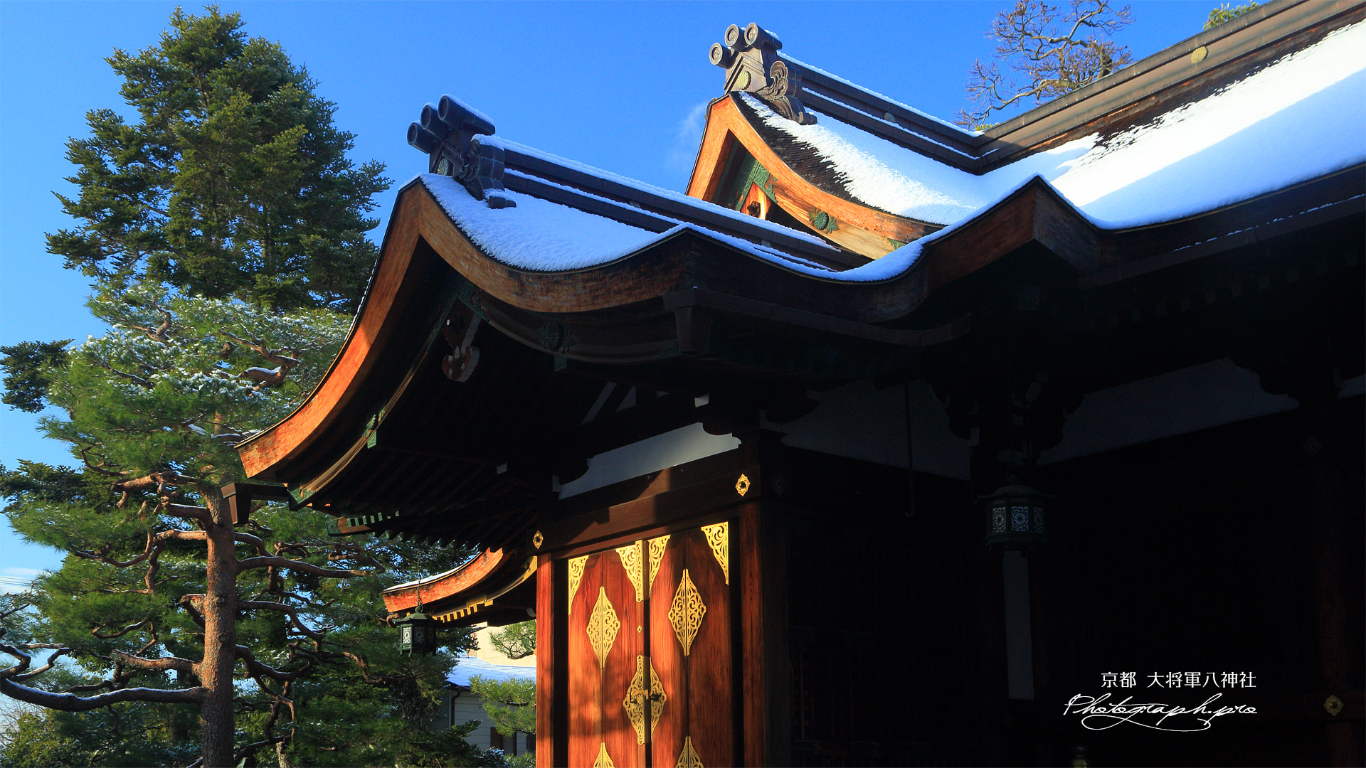 大将軍八神社 淡雪の社殿と樅の木