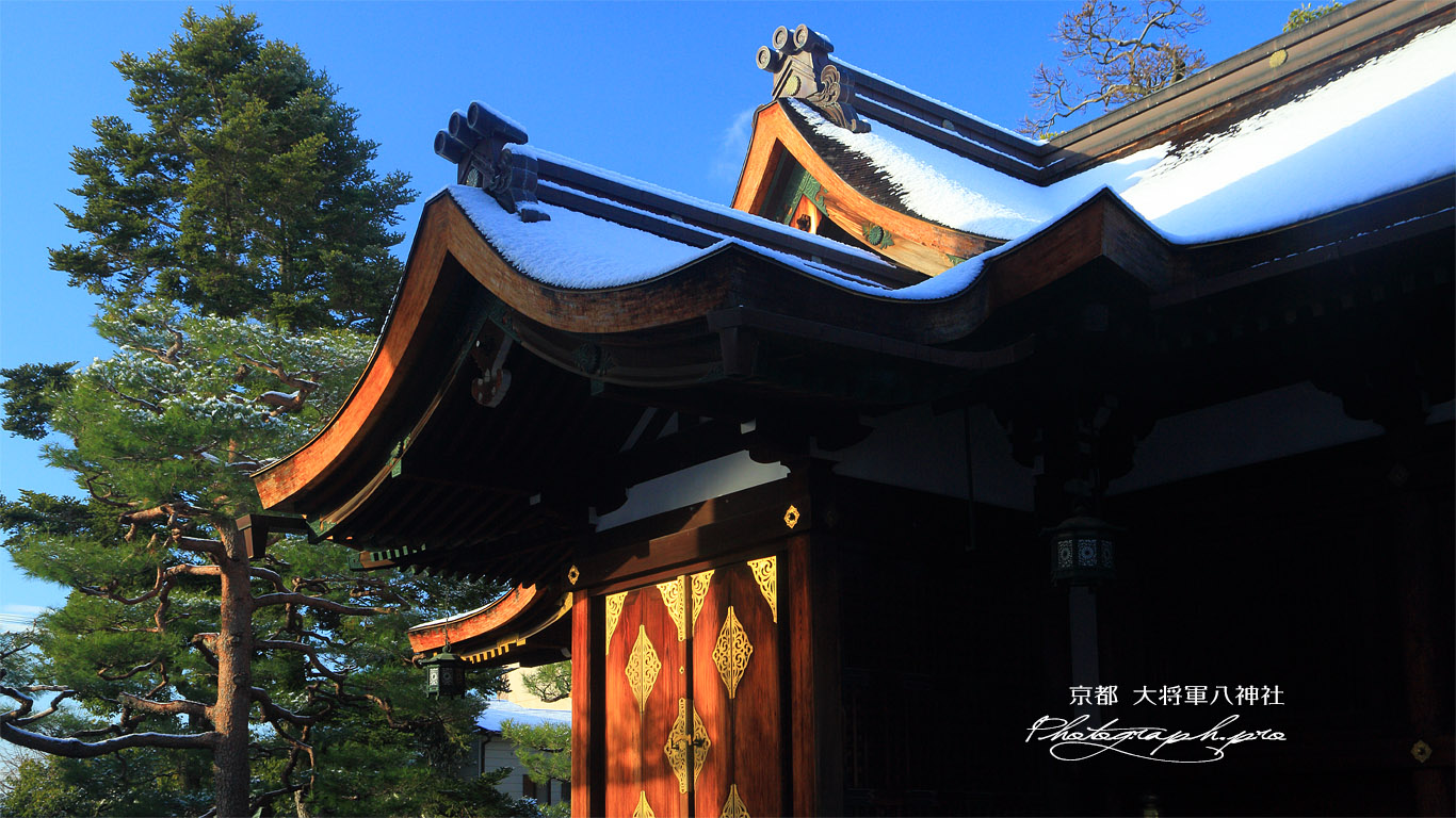 大将軍八神社 淡雪の社殿と樅の木 壁紙