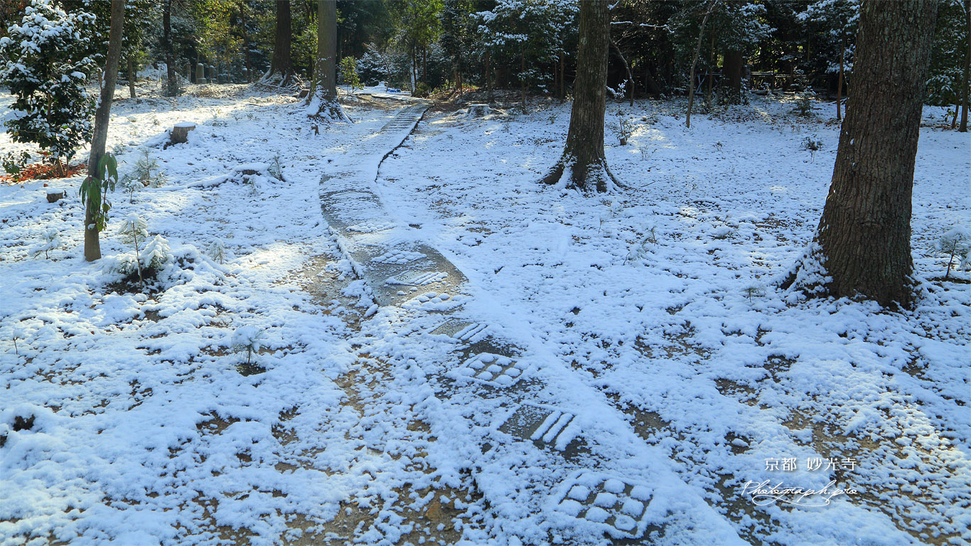 妙光寺 雪化粧の参道 壁紙