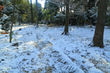妙光寺 雪化粧の参道