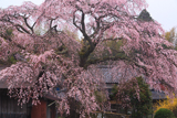 天神様のしだれ桜