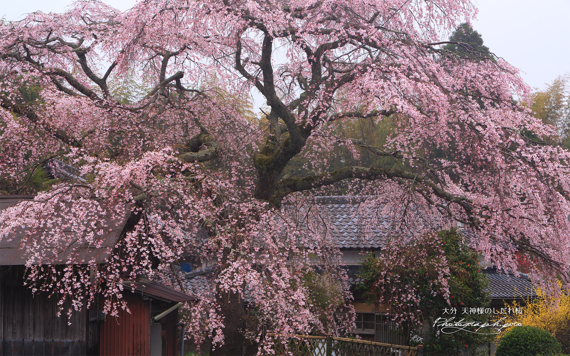天神様のしだれ桜