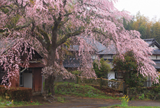 天神様のしだれ桜