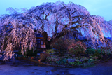 木村家のしだれ桜