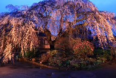 木村家のしだれ桜
