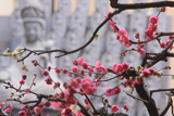 誠心院 紅白梅と式部千願観音像