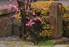 誠心院