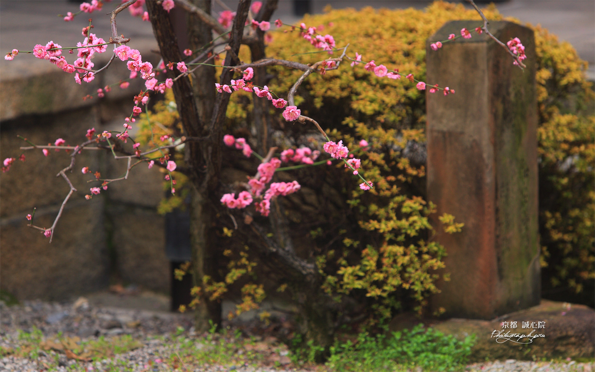 誠心院 軒端の梅