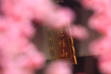 梅越しの妙心寺山額
