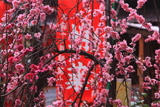 妙心寺のしだれ梅