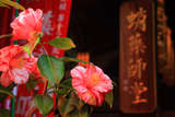 蛸薬師堂と妙心寺