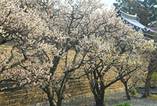 慈済院