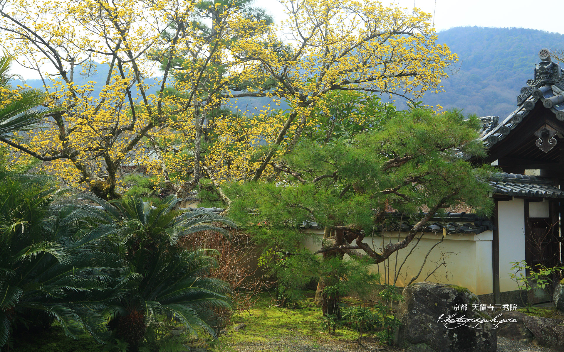 三秀院 サンシュユ