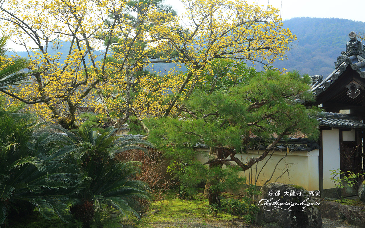 三秀院 サンシュユ 壁紙