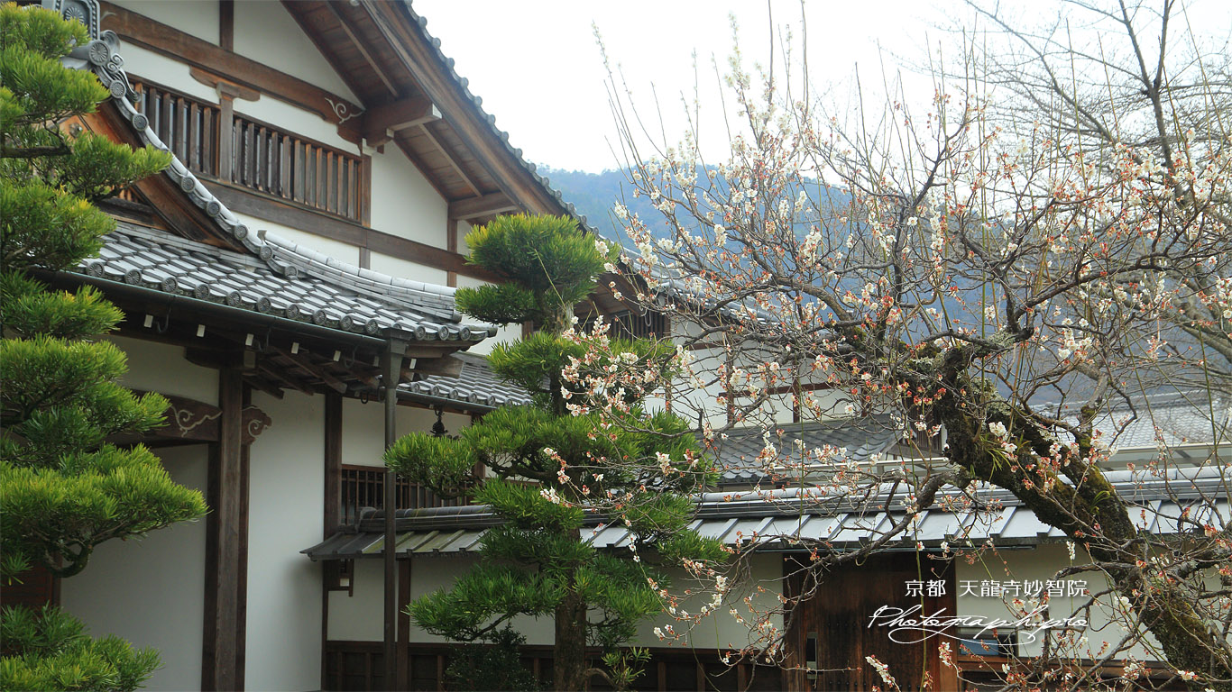 妙智院 白梅と庫裏 壁紙