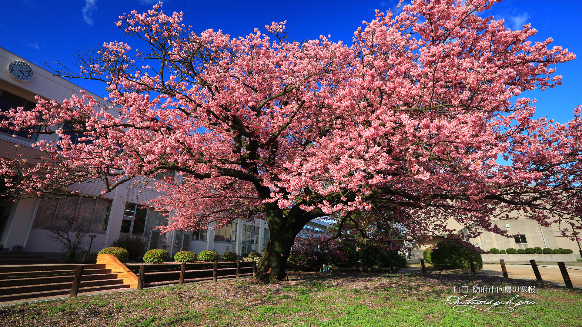 防府市向島の寒桜