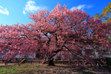山口県の桜