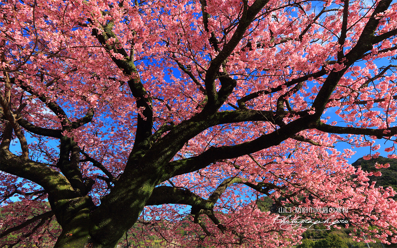 防府市向島のカンザクラ 壁紙