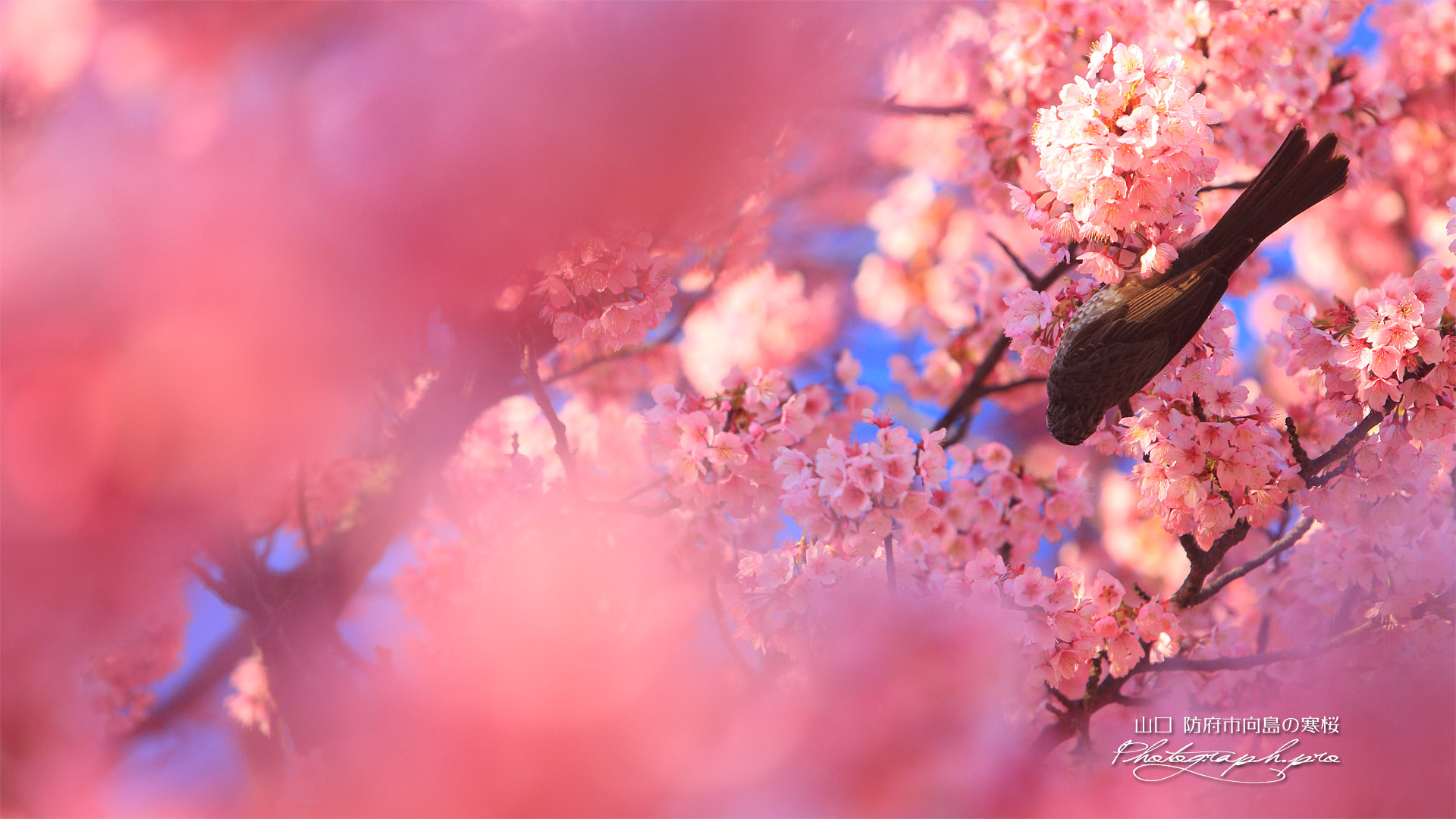 防府市向島小学校の寒桜