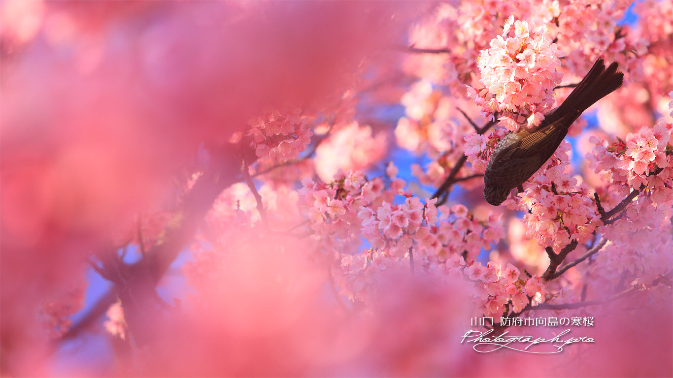 防府市向島小学校の寒桜 壁紙