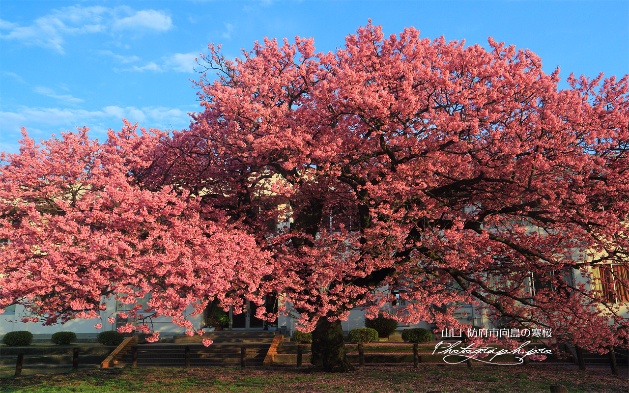 蓬莱桜 壁紙