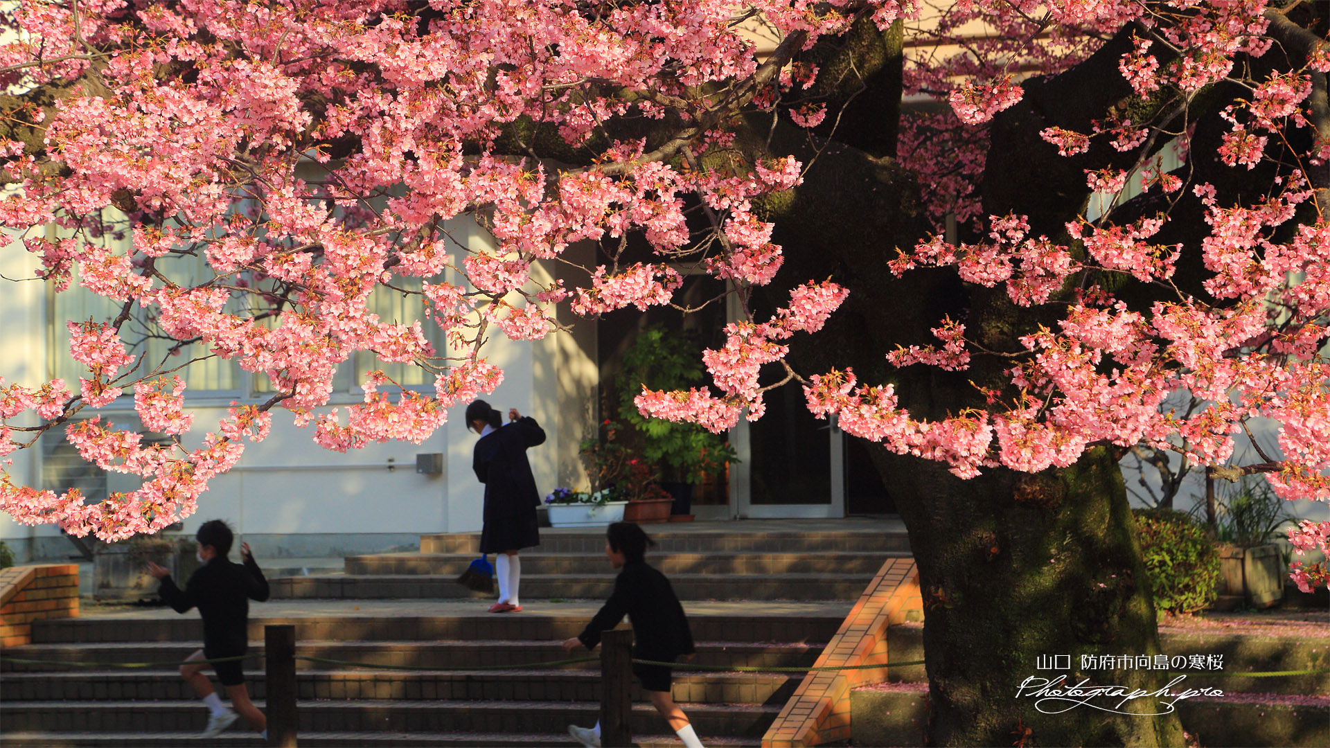 向島小学校の寒桜
