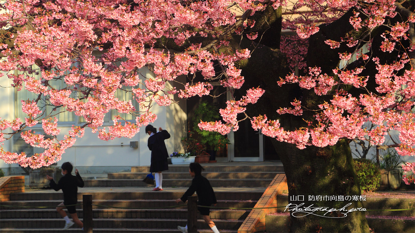 向島小学校の寒桜 壁紙