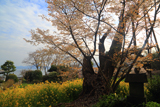 魚見桜