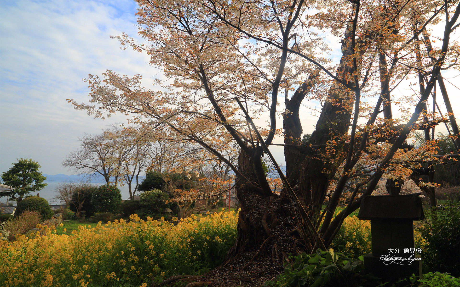 魚見桜