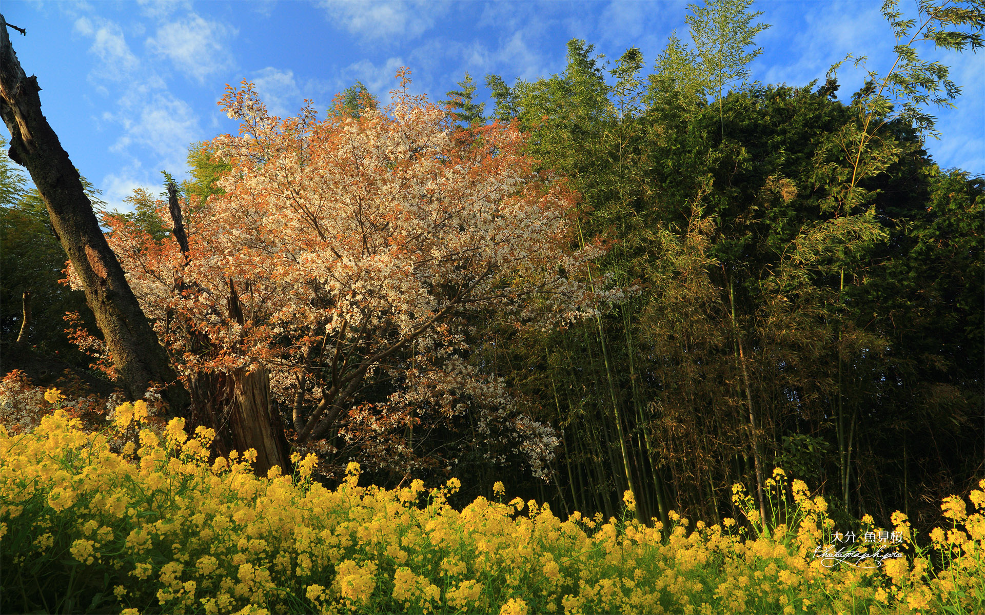魚見桜