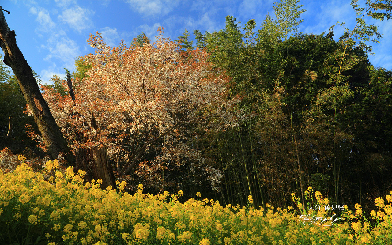 魚見桜 壁紙