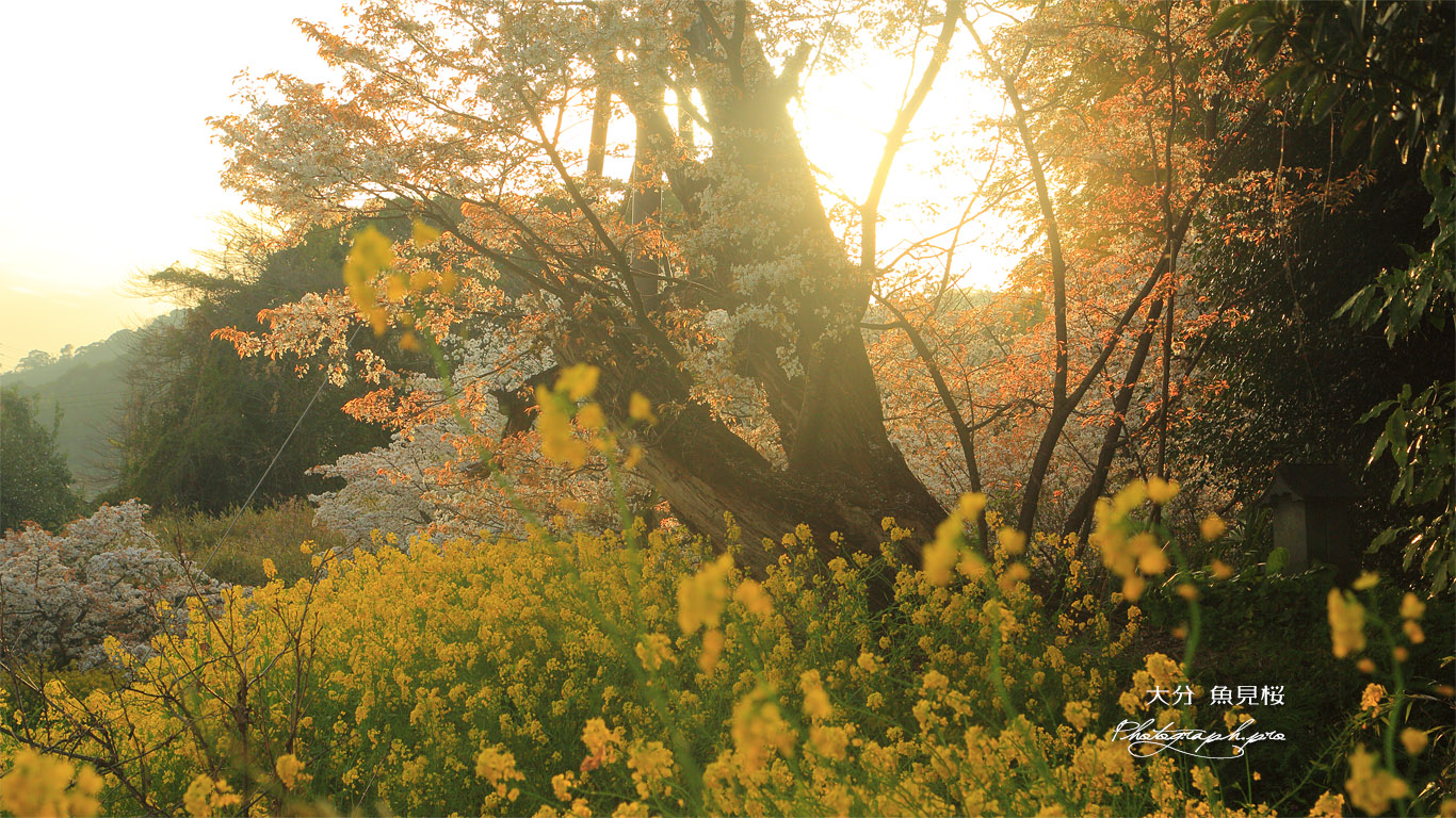 魚見桜 壁紙