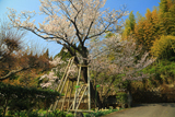 三重野の山桜