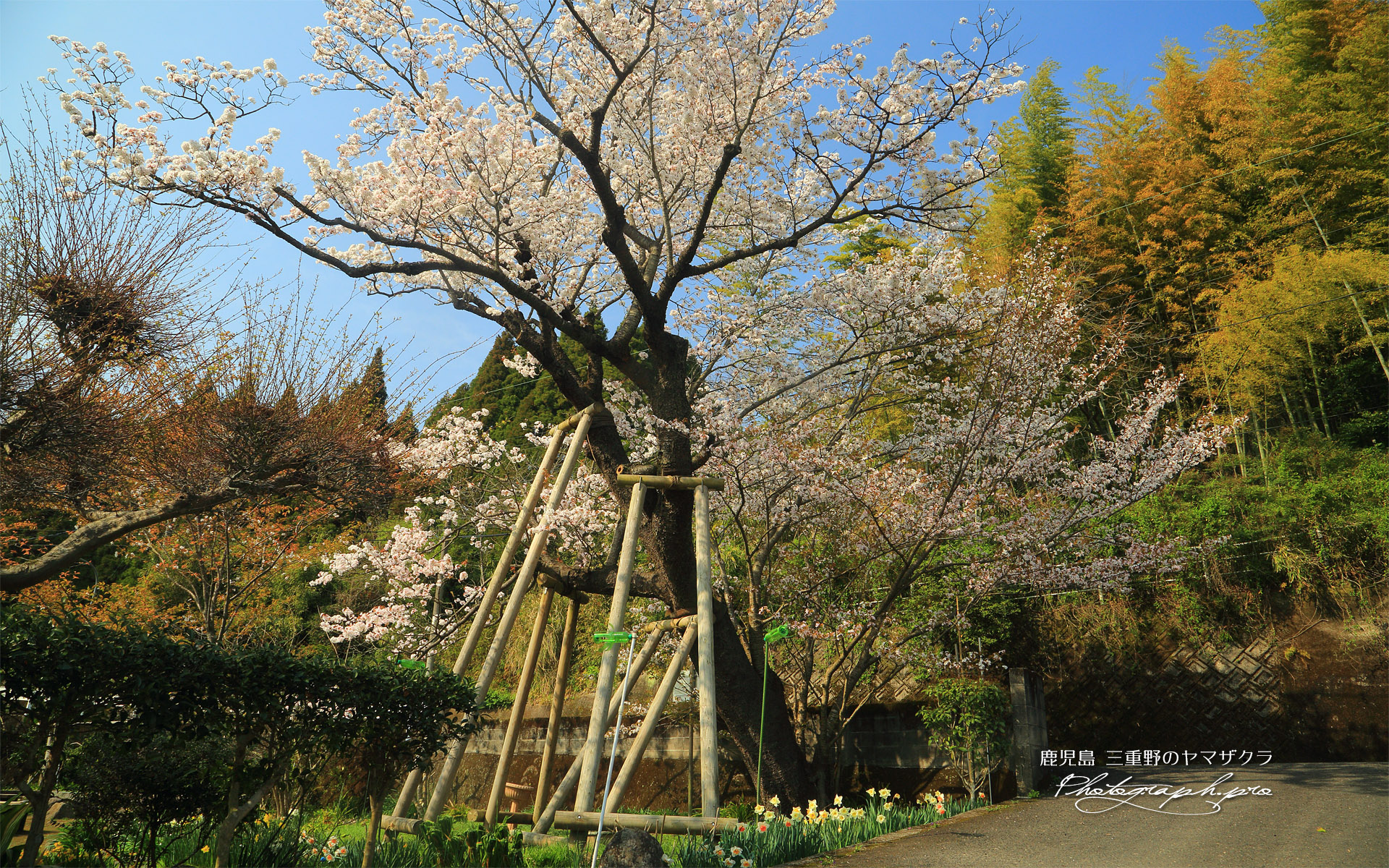 三重野の山桜